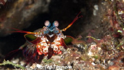 Peacock Mantis Shrimp.  
Which way is forward?  The eyes... by Ted Timmons 